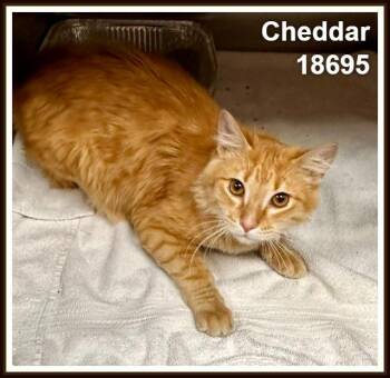 Domestic Short Hair and Tabby Cats Available for Adoption in Marietta, Georgia - CHEDDAR | PetCurious
