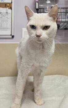 June -  Domestic Short Hair Cat for Adoption in Vancouver, Washington - June | PetCurious