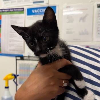 Deni -  Domestic Short Hair Cat for Adoption in League City, Texas - Deni | PetCurious