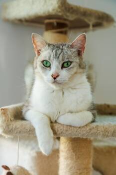 Shang -  Domestic Short Hair Cat for Adoption in Chester Springs, Pennsylvania - Shang | PetCurious