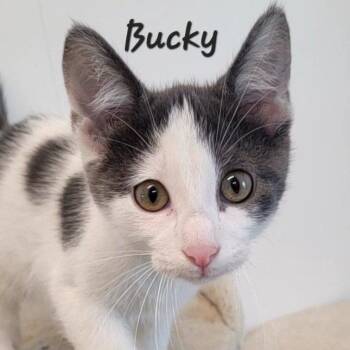 Bucky -  Domestic Short Hair Cat for Adoption in Rushville, Illinois - Bucky | PetCurious