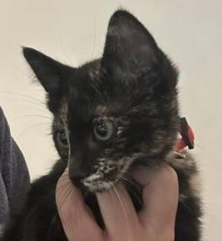 Strawberry Shortcake -  Domestic Short Hair Cat for Adoption in Dallas, Texas - Strawberry Shortcake | PetCurious