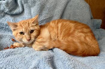 Rescue Domestic Short Hair Cats for Adoption in Sunrise, Florida - Kumquat | PetCurious