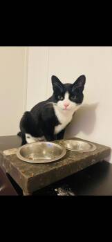 Domestic Short Hair Cats Available for Adoption in Kansas City, Missouri - Elfie | PetCurious