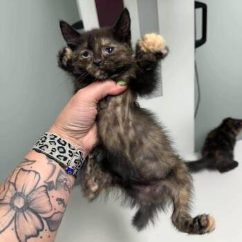 Fiona -  Domestic Short Hair Cat for Adoption in Madison, Wisconsin - Fiona | PetCurious