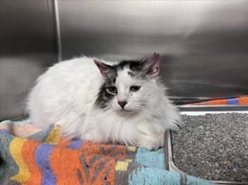 Domestic Long Hair Cats Available for Adoption in Santa Fe, New Mexico - DUNCAN | PetCurious