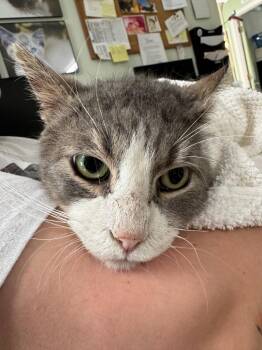 Matt -  Domestic Short Hair Cat Available for Adoption in Hot Springs, Arkansas - Matt | PetCurious