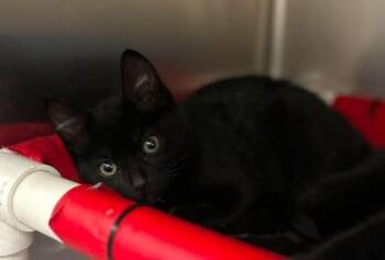 Tina -  Domestic Short Hair Cat for Adoption in Fruit Heights, Utah - Tina | PetCurious