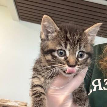 Deming -  Domestic Short Hair Cat for Adoption in Des Moines, Iowa - Deming | PetCurious