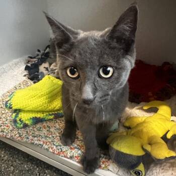 Starman -  Domestic Short Hair Cat for Adoption in Dearborn, Michigan - Starman | PetCurious
