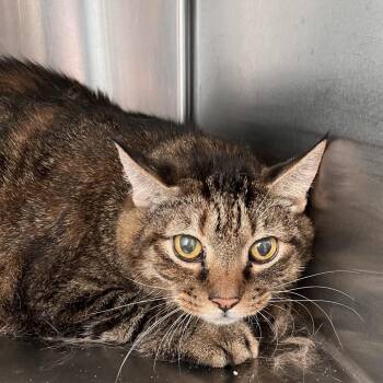 Robin Buckley -  Domestic Short Hair Cat for Adoption in Washburn, Missouri - Robin Buckley | PetCurious