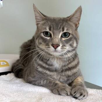 Nico -  Domestic Short Hair Cat for Adoption in Cumming, Georgia - Nico | PetCurious