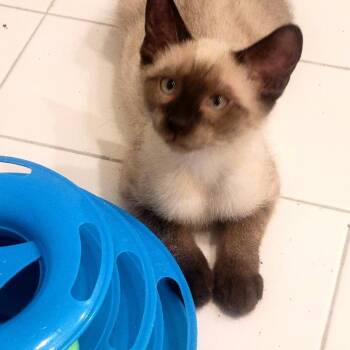 Jackson (k2026) -  Domestic Short Hair and Siamese Cat for Adoption in Skokie, Illinois - Jackson (k2026) | PetCurious