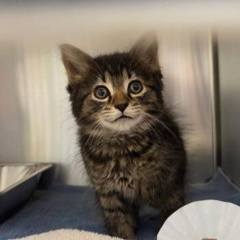 Calliope -  Domestic Medium Hair Cat for Adoption in Asheville, North Carolina - Calliope | PetCurious