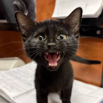 Betty Crocker -  Domestic Short Hair Cat for Adoption in Sonora, California - Betty Crocker | PetCurious