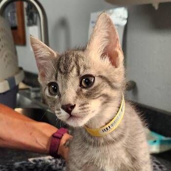 Steven -  Domestic Short Hair Cat for Adoption in Brighton, Missouri - Steven | PetCurious