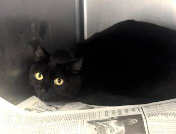 Rescue Bombay Cats for Adoption in Beverly Hills, California - Luna | PetCurious