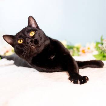 Domestic Short Hair Cats Available for Adoption - Cornbread | PetCurious