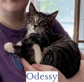 Odessy -  Domestic Short Hair Cat for Adoption in Berkeley Springs, West Virginia - Odessy | PetCurious