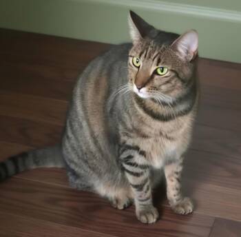 Peppa -  Domestic Short Hair Cat for Adoption in Houston, Texas - Peppa | PetCurious