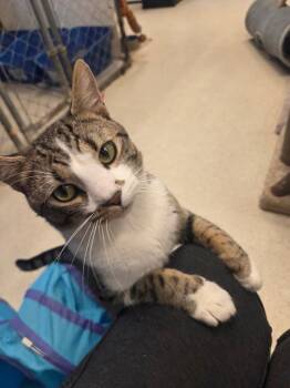 Tofu -  Domestic Short Hair Cat for Adoption in Cincinnati, Ohio - Tofu | PetCurious