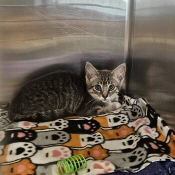 Rescue Domestic Short Hair Cats for Adoption in Los Angeles, California - Leila | PetCurious