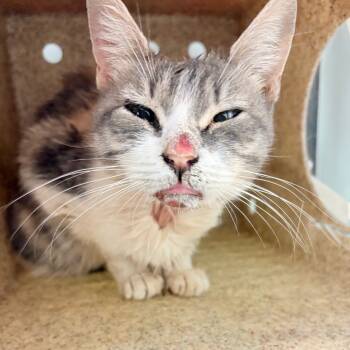 Rescue Domestic Short Hair Cats for Adoption in Philadelphia, Pennsylvania - Leiper | PetCurious