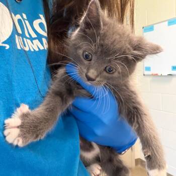 Domestic Short Hair Cats Available for Adoption in Council Bluffs, Iowa - Strawberry | PetCurious