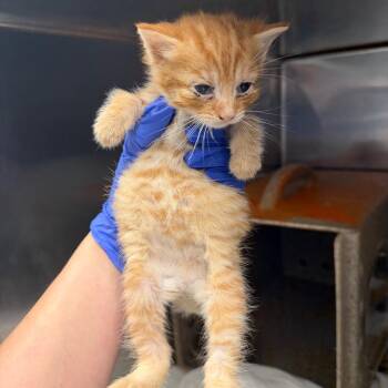 Gumdrop -  Domestic Short Hair Cat for Adoption in Philadelphia, Pennsylvania - Gumdrop | PetCurious