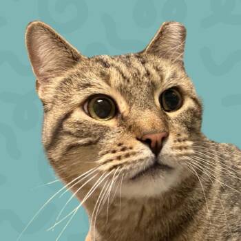 Bo -  Domestic Short Hair Cat for Adoption in Reno, Nevada - Bo | PetCurious