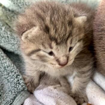 Tungsten 6778 -  Domestic Short Hair Cat Available for Adoption in Hamilton, Georgia - Tungsten 6778 | PetCurious