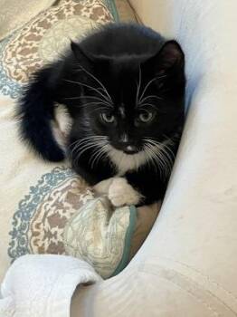 Domestic Short Hair Cats Available for Adoption in Fairfax, Virginia - Blue | PetCurious