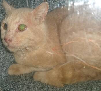 Hubert (Working Cat) -  Domestic Short Hair Cat for Adoption in Plover, Wisconsin - Hubert (Working Cat) | PetCurious