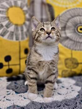 Ash -  Domestic Short Hair Cat Available for Adoption in Effingham, Illinois - Ash | PetCurious