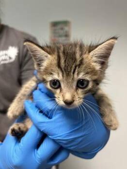 Sodapop -  Domestic Short Hair Cat for Adoption in Largo, Florida - Sodapop | PetCurious