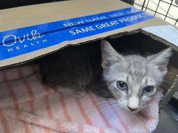 SQUIGGLE -  Domestic Short Hair Cat for Adoption in Palmetto, Florida - SQUIGGLE | PetCurious
