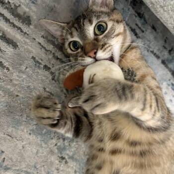 Rescue Domestic Short Hair Cats for Adoption in Fresno, California - Gemini | PetCurious