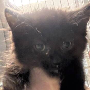 Domestic Medium Hair Cats Available for Adoption in Wheeling, Illinois - Flip Flops | PetCurious