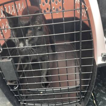 Domestic Short Hair Cats Available for Adoption in Lake Jackson, Texas - Sissy | PetCurious