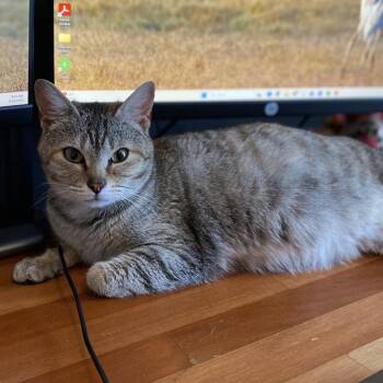 Mama Melon -  Domestic Short Hair Cat for Adoption in Mt. Juliet, Tennessee - Mama Melon | PetCurious