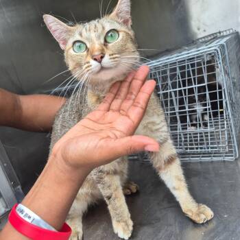 Princess Odette -  Domestic Short Hair Cat for Adoption in Columbus, Georgia - Princess Odette | PetCurious
