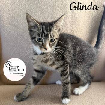 Glinda -  Domestic Short Hair Cat for Adoption in Washington, Pennsylvania - Glinda | PetCurious