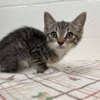 Wacky Wednesday -  Domestic Short Hair Cat Available for Adoption in Charlottesville, Virginia - Wacky Wednesday | PetCurious