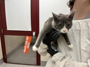 LETITIA -  Domestic Short Hair Cat for Adoption in Colorado Springs, Colorado - LETITIA | PetCurious