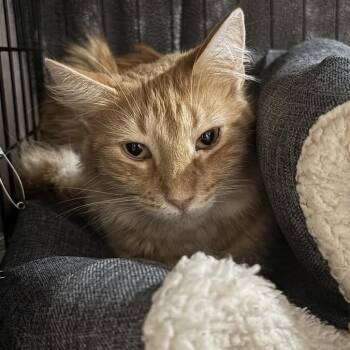 Rescue Domestic Long Hair Cats for Adoption in Madison, Wisconsin - Bea | PetCurious