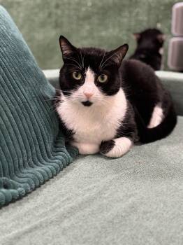 Tuxedo Cats Available for Adoption - Phoebe  | PetCurious
