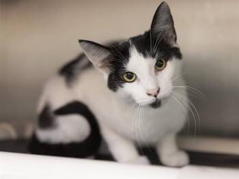 NAPOLEON -  Domestic Short Hair Cat for Adoption in Phoenix, Arizona - NAPOLEON | PetCurious