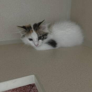 Limon Cello 2 -  Domestic Long Hair Cat for Adoption - Limon Cello 2 | PetCurious