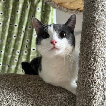 Felix -  Domestic Short Hair Cat for Adoption in Gibsonia, Pennsylvania - Felix | PetCurious