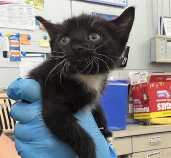 SMORES -  Domestic Short Hair Cat for Adoption in Dallas, Texas - SMORES | PetCurious